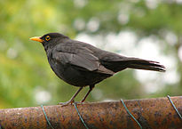 205px-Blackbird_2.jpg